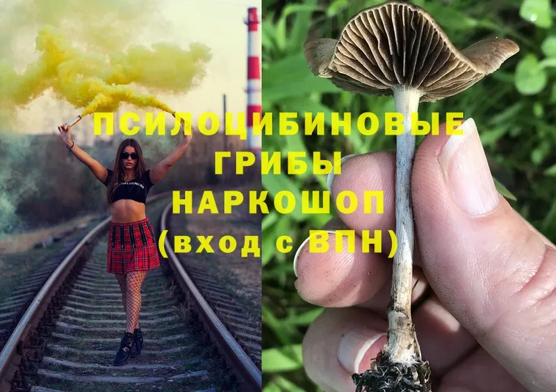 Псилоцибиновые грибы ЛСД  Новоузенск 